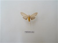 藏品(八點灰燈蛾)的圖片